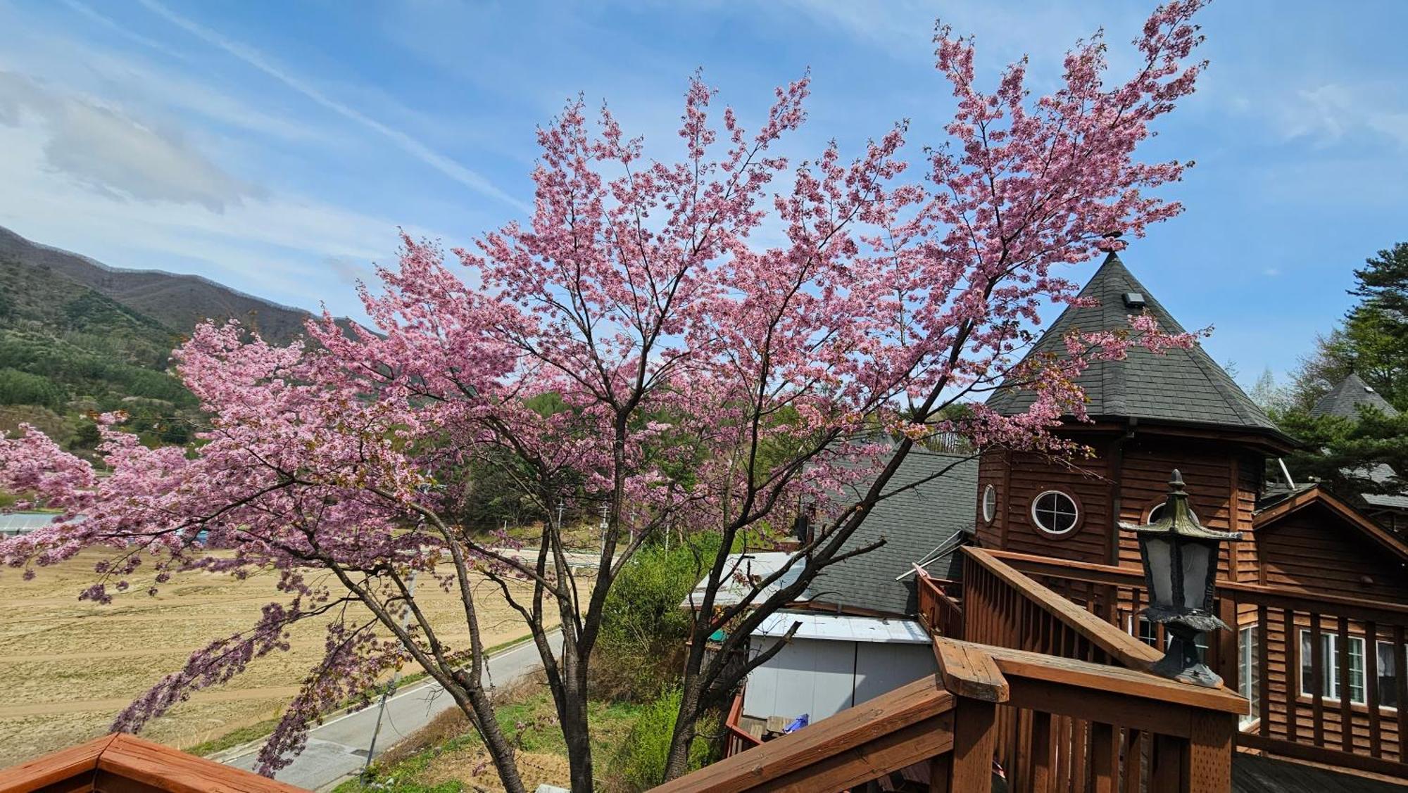 Elf Resort Hotel Pyeongchang Dış mekan fotoğraf